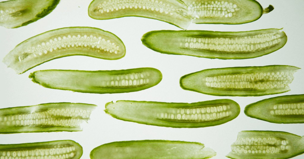 Bioplásticos a partir de residuos orgánicos: una solución sostenible para reducir la contaminación 1 Bioplásticos a partir de residuos orgánicos: una solución sostenible para reducir la contaminación 1 - Clave Web