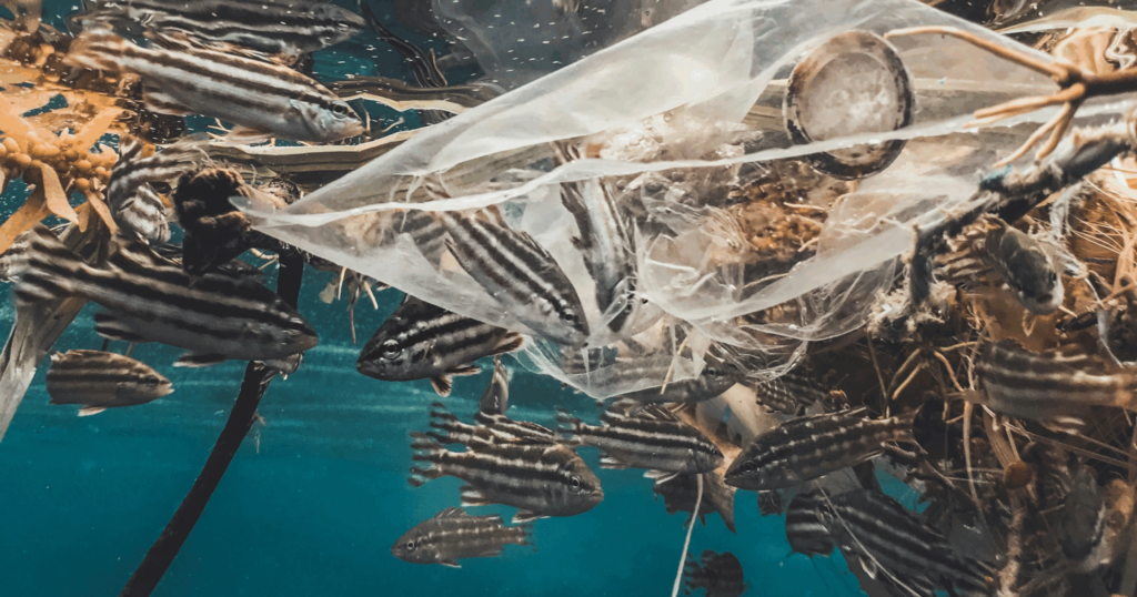 El Impacto Oculto de los Plásticos: Una Amenaza Subestimada para los Ecosistemas Marinos 3 El Impacto Oculto de los Plásticos: Una Amenaza Subestimada para los Ecosistemas Marinos 3 - Clave Web