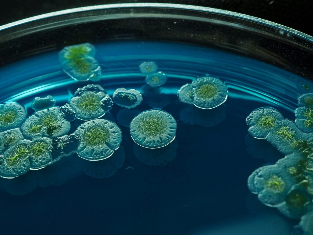 Biotecnología y bioplásticos: Un avance sostenible para el futuro 4 Biotecnología y bioplásticos: Un avance sostenible para el futuro 4 - Clave Web